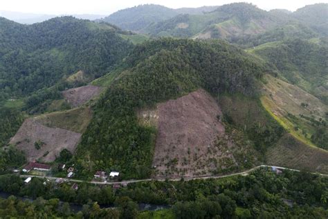 Deforestation in Indonesia spiked last year - The Press Democrat