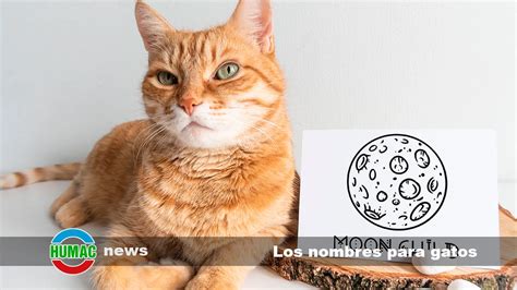 Los Nombres Para Gatos Ideas Creativas Y Divertidas Humac