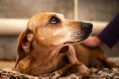 Hund Beruhigen An Silvester 9 Hilfreiche Tipps