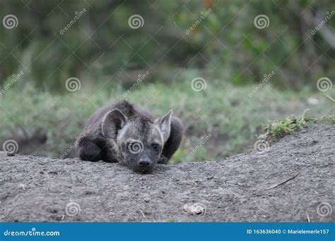 Spotted Hyena Cub by Its Den. Stock Photo - Image of hyena, green ...