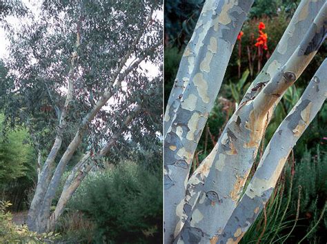 Eucalyptus pauciflora subsp. niphophila | Landscape Plants | Oregon ...