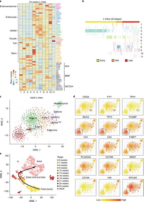 Tracing The Temporal Spatial Transcriptome Landscapes Of The Human