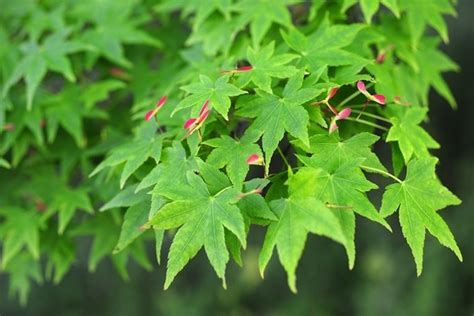 Japanese maple varieties – spectacular trees for your garden