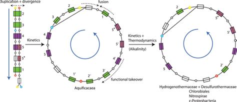 Phylometabolic Tree Showing The Evolution Of The Rtca Cycle A