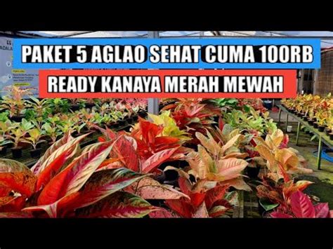 Paket Pot Aglaonema Sehat Cuma Ribu Ready Kanaya Merah Mewah