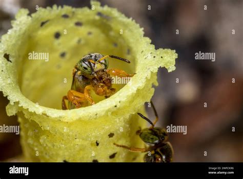 Stingless Bee Hi Res Stock Photography And Images Alamy