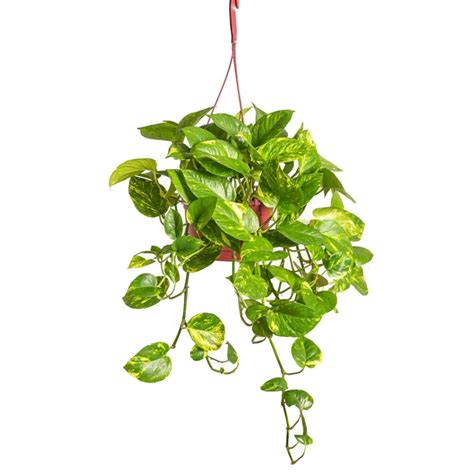 Golden Pothos Hanging Plant Bahgaa Plants