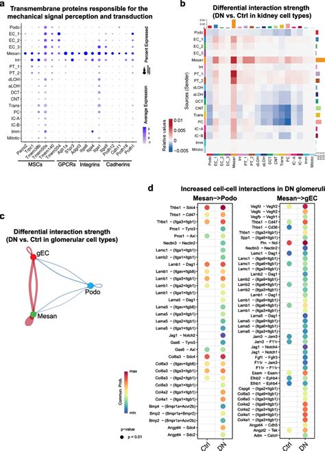 Mesangial Cells Exhibit Dominant Signaling Networks In Dn Glomeruli A