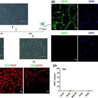 Pdf Ginsenoside Rg Promotes Astrocytetoneuron Transdifferentiation