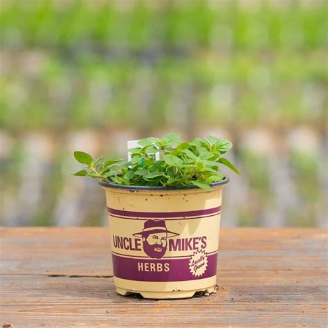 Mahoney S Garden Centers Oregano Italian Pot Mahoney S