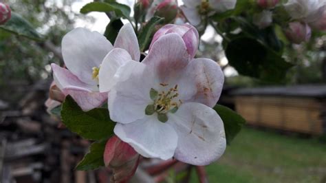 Obst Marmeladen Biohof Loidolt