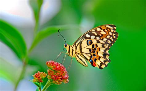 Fondos De Pantalla De Mariposas Wallpapers Hd Mariposas De Colores