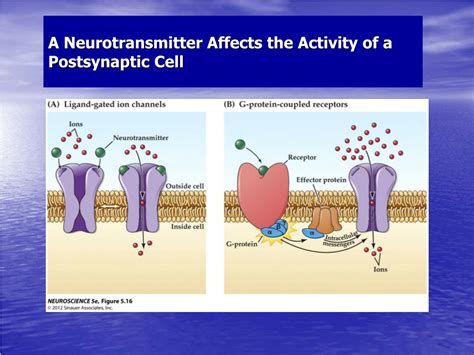 Ppt Neurotransmitter Receptors Powerpoint Presentation Free Download