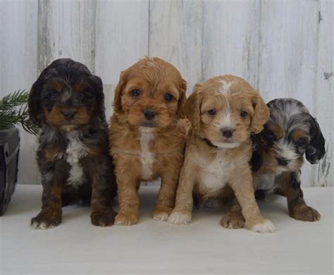 Cockapoo Breeders In Florida [2024] List Of 5 Local Breeders