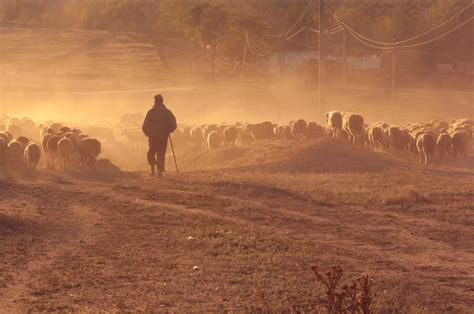 How Does A Shepherd Lead Sheep