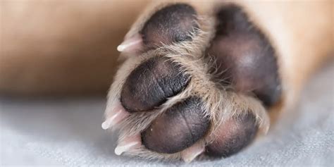 Why Are My Dogs Paws Reddish Brown Warmly Pet