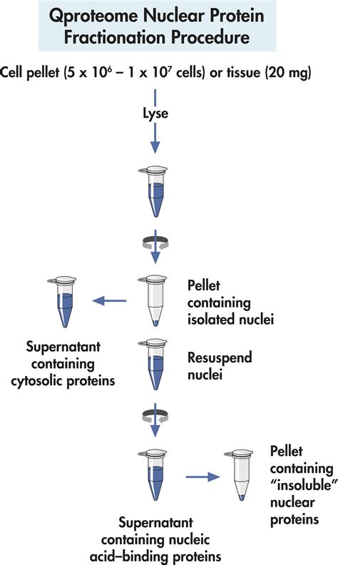 Qproteome Nuclear Protein Kit