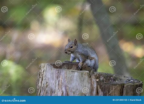 La Ardilla Gris Oriental Sciurus Carolinensis En El Parque Imagen De