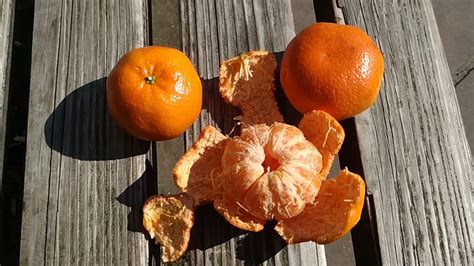 Best Citrus Ever Mandarine Citrus Reticulata YouTube