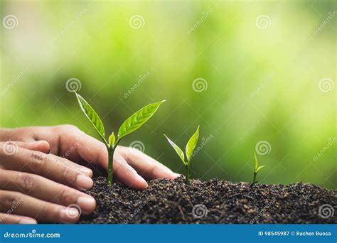 Plant Tree Planting Life Agriculture Environment Background New