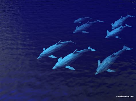 Free 3D Wallpaper 'Dolphin Pod' 1024x768