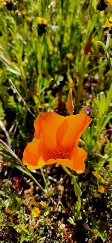 Best Hikes And Trails In Antelope Valley California Poppy Reserve State