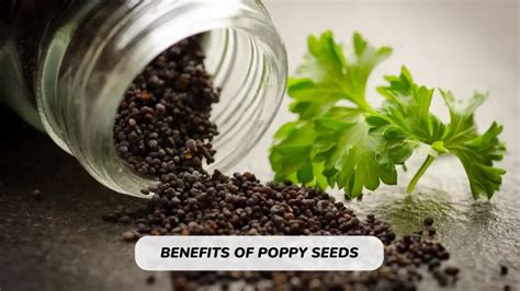 What Are The Benefits Of Poppy Seeds Akanksha S Blogs