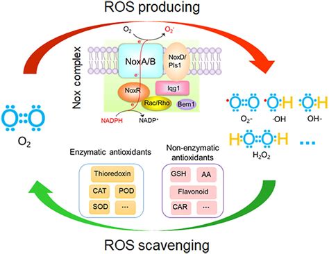 Reactive Oxygen Species A Generalist In Regulating Development And