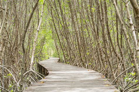 Study of mangrove forests in nature of mangrove forest and it is a ...