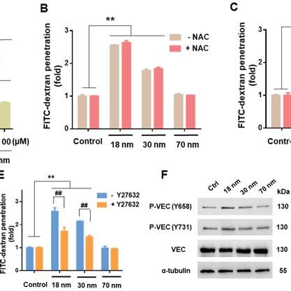 Endothelial Leakiness Induced By AuNPs Was Dosedependent But