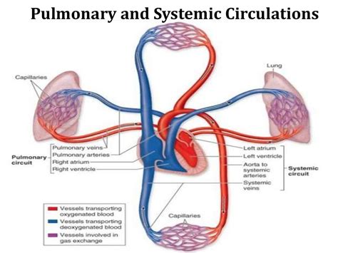 Pulmonary And Systemic Circulation