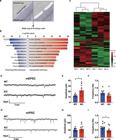 Ablation Of Stat In Purkinje Cells Reorganizes Cerebellar Synaptic