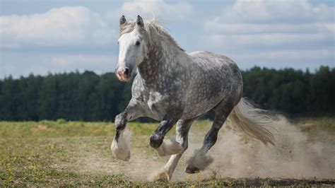 The Largest Horse Breed In The World