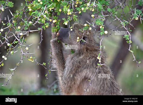 Baboon eating blossoms hi-res stock photography and images - Alamy