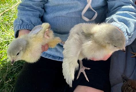 Lavender Ameraucana Vs Olive Egger Backyard Chickens Learn How To Raise Chickens