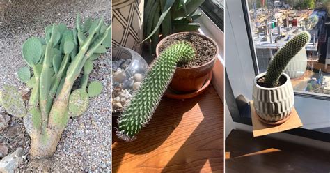 Why Is My Cactus Leaning And Falling Over Reasons And Solutions