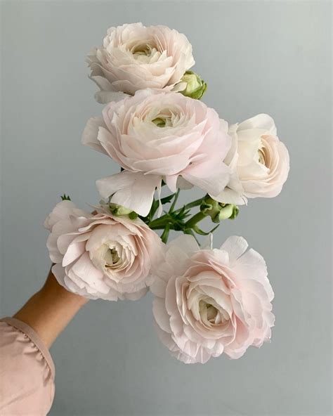 Blush Cloni Ranunculus Blush Flowers Ranunculus Wedding Beautiful