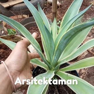 Jual Tanaman Hias Siklok Tanaman Agave Hijau Siklok Agave