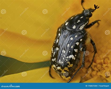 Black Beetle with White Spots Stock Photo - Image of hexapod, flower ...