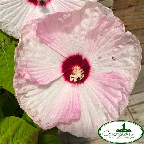 Hardy Hibiscus Luna Pink Swirl Covingtons