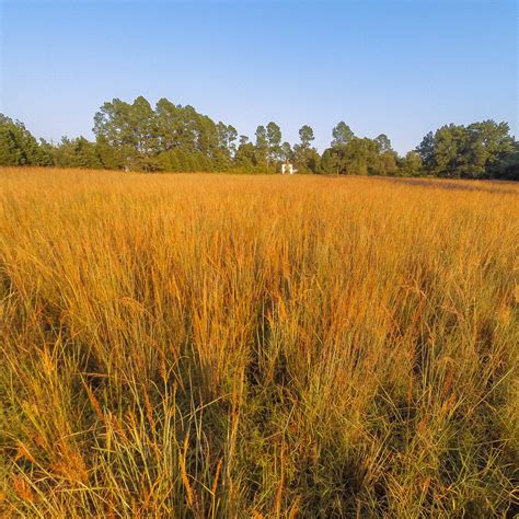 Indian Grass New York