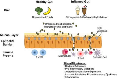 Proposed Biological Mechanism Carrageenan And Carboxymethylcellulose