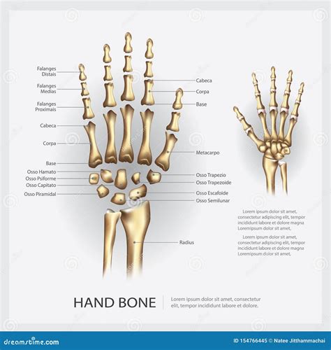 Hueso De Mano Humano De La Anatom A Ilustraci N Del Vector