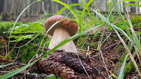 FUNGHI PORCINI 2022 Una giornata a EDULIS SettembreRomania белые