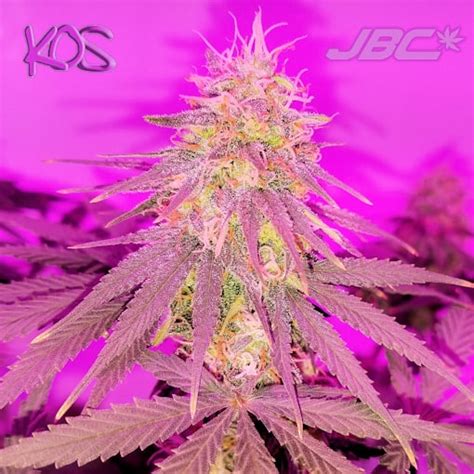 KOS – Black Poison Skunk (Red Russian Skunk x Black Poison) | JBC Seeds