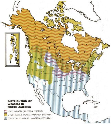 Long Tailed Weasel Habitat