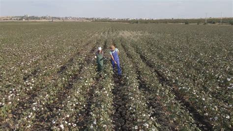picking cotton   hd footage getty images
