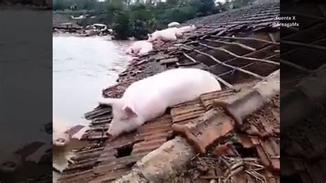 Paso del Ciclón en Brasil Deja a Ovejas Colgadas en Cables de Alta