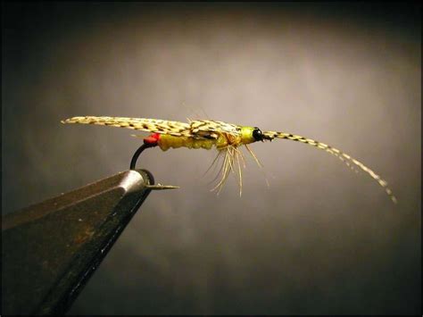 Echers Stonefly Global Flyfisher