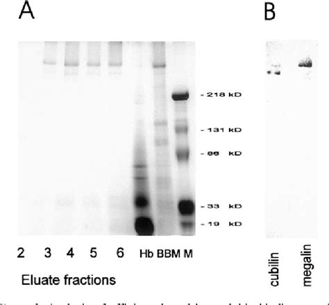 Figure 1 from Megalin and cubilin are endocytic receptors involved in ...